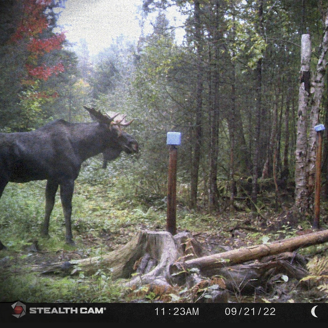 LUC’S ESSENTIALS: MOOSE URINE 101