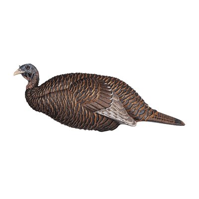 FLEXTONE APPELANT THUNDER CHICK BREEDER image 0
