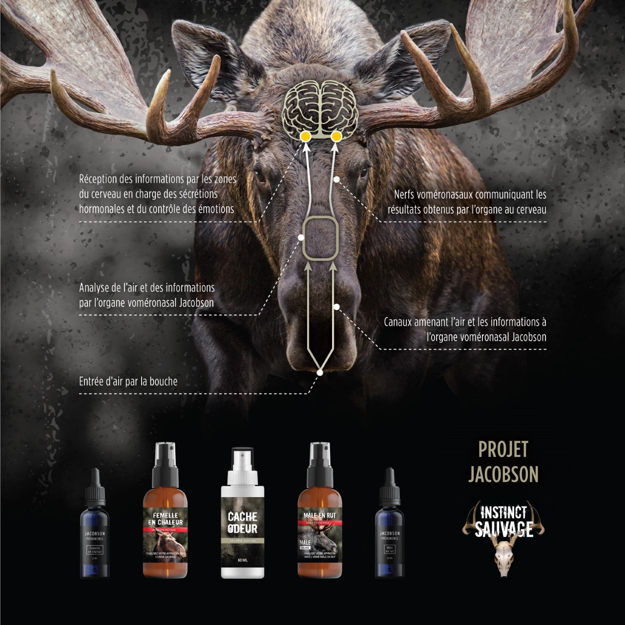 INSTINCT SAUVAGE ENSEMBLE JACOBSON POUR ORIGNAL image 1